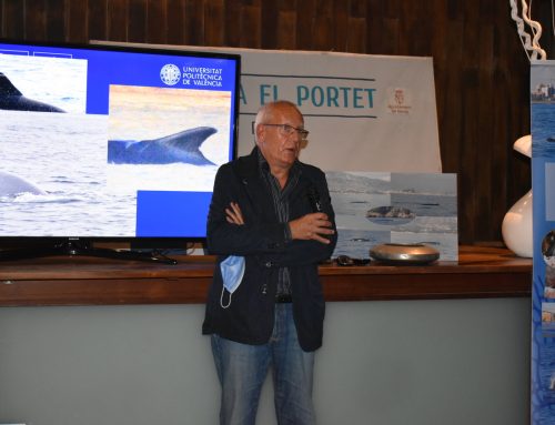 El estudio sobre el paso del Rorcual por la costa de la comarca en Marina El Portet